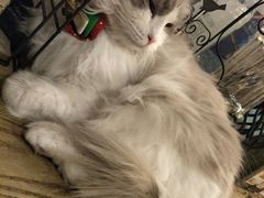 -共舞时光猫咖·狗咖(新街口店)