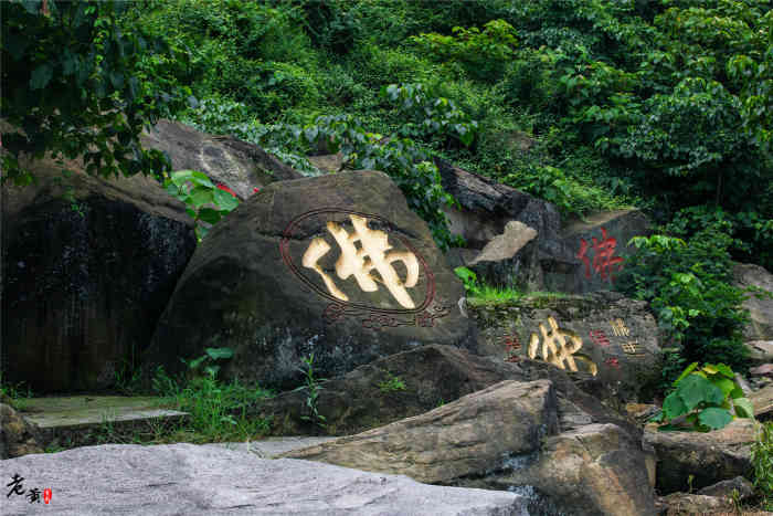 古佛山-"满山片野的茶树,正值清明节,是一个采茶的."-大众点评移动版