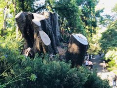 -墨尔本皇家植物园