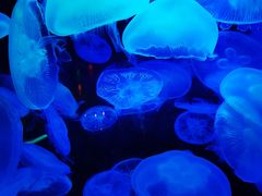 -太平洋海底世界