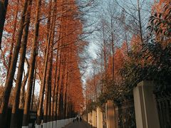 -游心咖啡(青山滨江店)