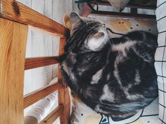 -海边的猫和咖啡馆