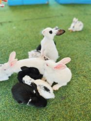 -萌宠亲子动物乐园(槐房万达店)