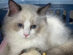 -小猫来了·猫舍(红山六九七九店)