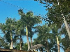 -广州动物园