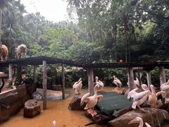 -广州长隆飞鸟乐园