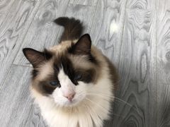 -喵屿·大理花园猫咖