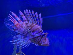 -太平洋海底世界