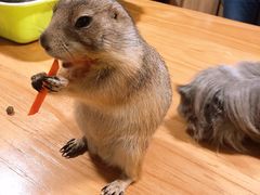 -藦茜花园宠物主题亲子互动体验馆(国顺东路店)