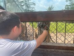 -横道河子东北虎林园
