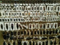 -墨尔本博物馆(Melbourne Museum)