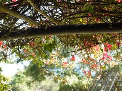 -中国科学院西双版纳热带植物园
