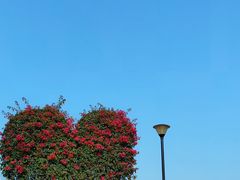 -东莞植物园