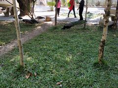 -瑞丽独树成林风景区