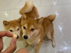 -柴源莊·柴小宠柴犬咖啡