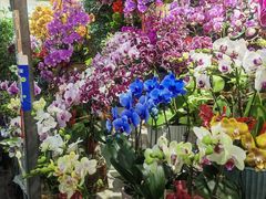 -花鸟鱼虫鲜花绿植市场(玉泉路店)