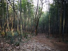 -上海佘山国家森林公园天马山园