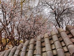 -桃花堤公园