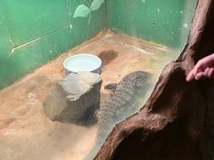 -上海大自然野生昆虫馆(东方明珠·爬宠昆虫探索中心)