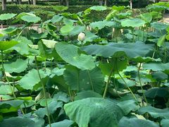 -咸阳湖景区-古渡公园