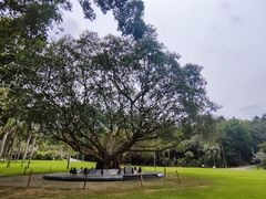 -深圳仙湖植物园