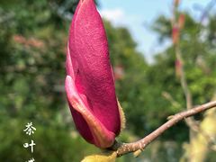 -中国茶叶博物馆(双峰馆区)