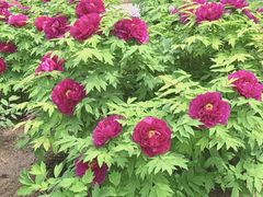 -洛阳市隋唐城遗址植物园