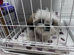 -翊宠yipet猫狗购宠庄园犬舍•猫舍