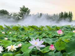 -莲湖公园