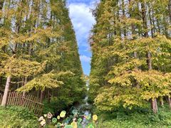 -东平国家森林公园