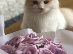 -平行世界·猫咖(首经贸店)