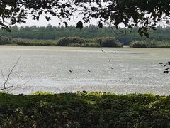 -大湾区中央湿地公园