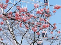 -顾村公园