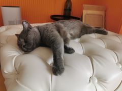 -米宠家·撸猫猫咖小萌宠·猫咪洗澡·猫咪寄养(高新大都荟店)