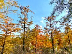 -昆山城市生态森林公园