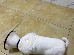 -宠颐生贝利健动物医院(谢家湾分院)