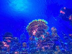 -海合安青岛极地海洋公园