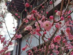 -上海醉白池公园