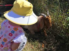 -前小桔亲子创意农场·草莓采摘·露营烧烤