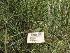-呀路古热带植物园