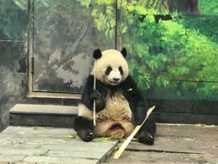 -中国大熊猫保护研究中心雅安碧峰峡基地