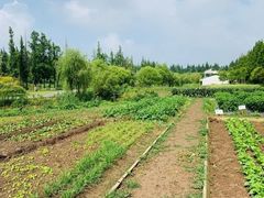 -前小桔亲子创意农场·草莓采摘·露营烧烤