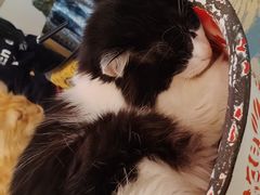 -平行世界·猫咖(首经贸店)