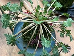 -三圣花乡旅游区