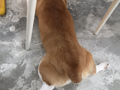 -房东的猫宠物生活馆