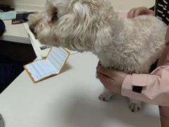 -全心全意连锁动物医院·微创中心·内科急重症·心脏专科(丰管路店)