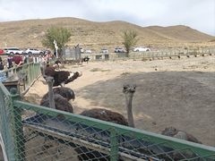 -新疆天山野生动物园