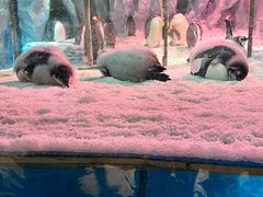 -帝企鹅自助餐厅•儿童岛•真企鹅(长隆企鹅酒店)