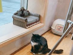 -Pets First伊珊娜洗护·精致美容·家庭式寄养(新会路店)