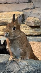 -Zoolung Zoolung动物主题公园(海信广场店)